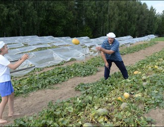 Настроить теплиц по всей Беларуси и "разобраться" с ценами на помидоры приказал Лукашенко