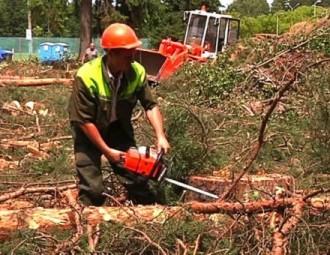 Жыхары мінскага мікрараёна Уручча патрабуюць спыніць высечку дрэў для пабудовы аўтацэнтра