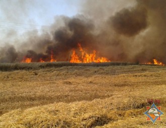 Жара в Беларуси: в Оршанском районе сгорело поле пшеницы и солома