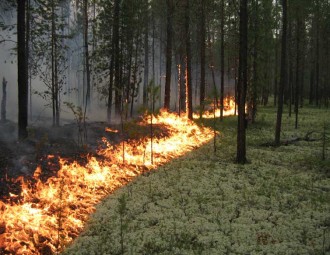 Огнеопасно: в 90 районах Беларуси запрещено посещать леса