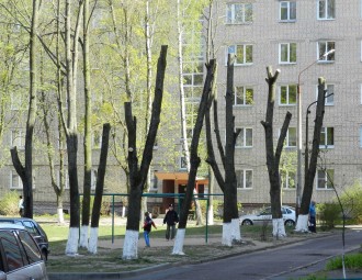 Біёлаг: Варварскую абрэзку дрэў у Мінску трэба спыніць