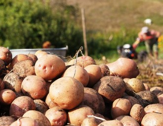 Незалежны прафсаюз патрабуе спыніць працу школьнікаў на сельгаспрацах