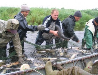 Пад Баранавічамі тонамі знішчалі рыбу (відэа)